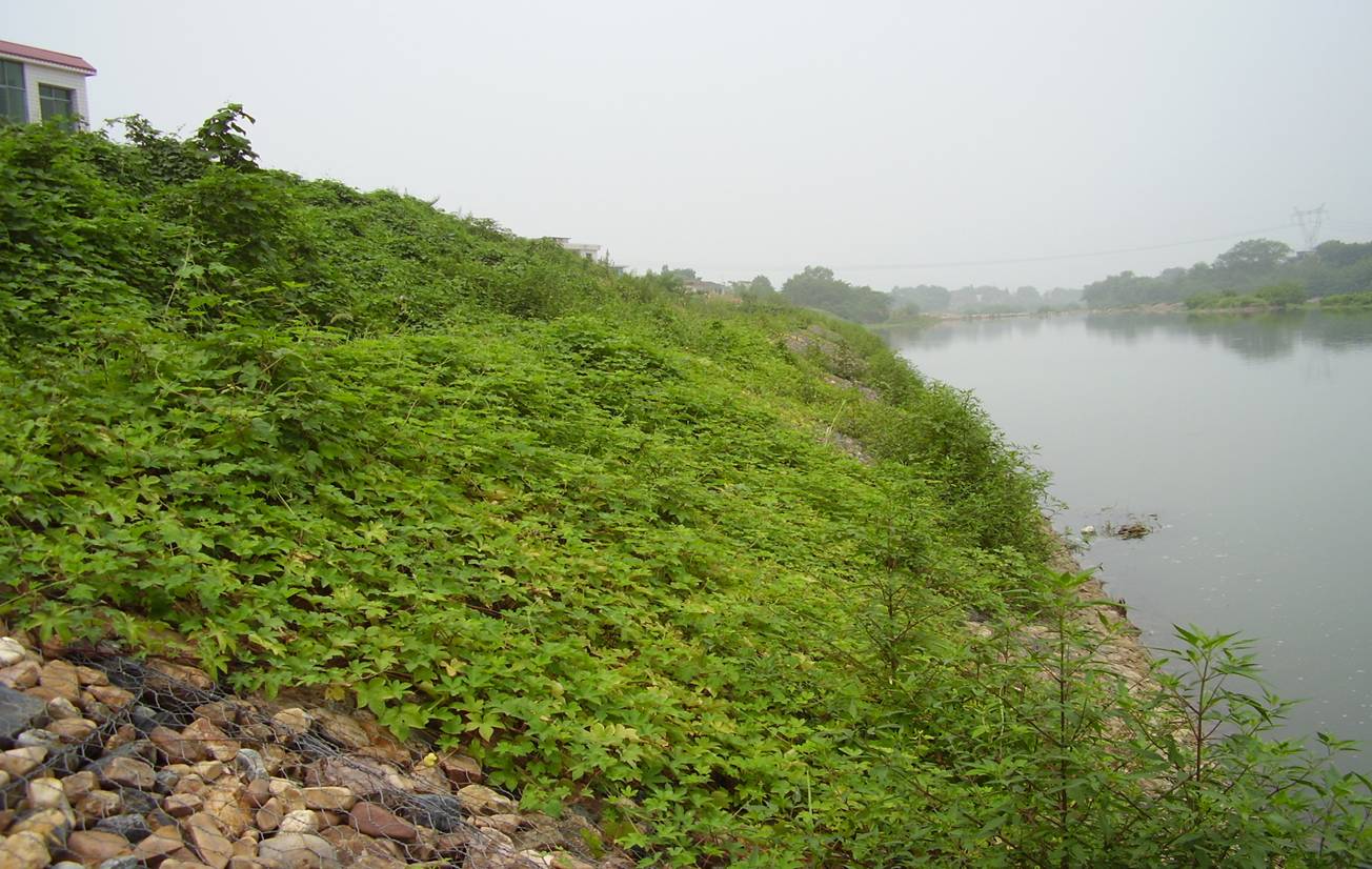 雷諾護(hù)墊在河道環(huán)境修復(fù)中的作用 雷諾護(hù)墊在河道環(huán)境修復(fù)中的作用